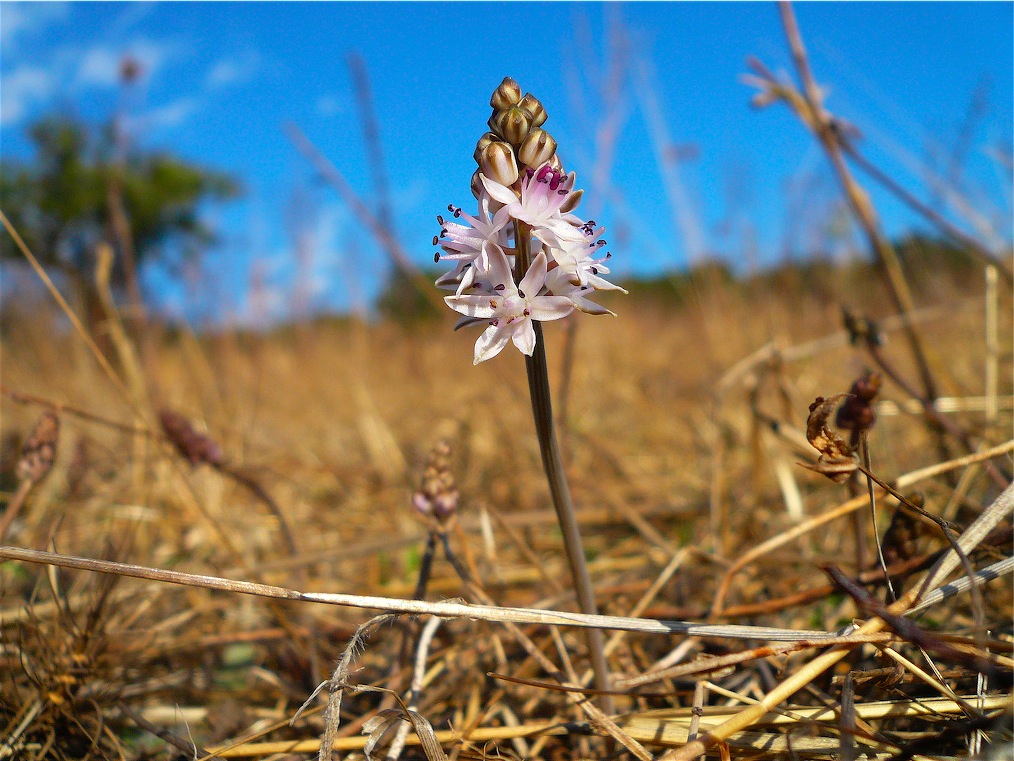 Prospero autumnale / Scilla autunnale